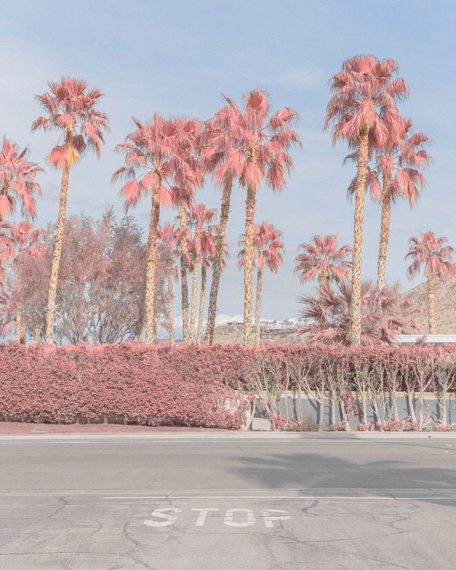 Pink Palm Springs III.jpg