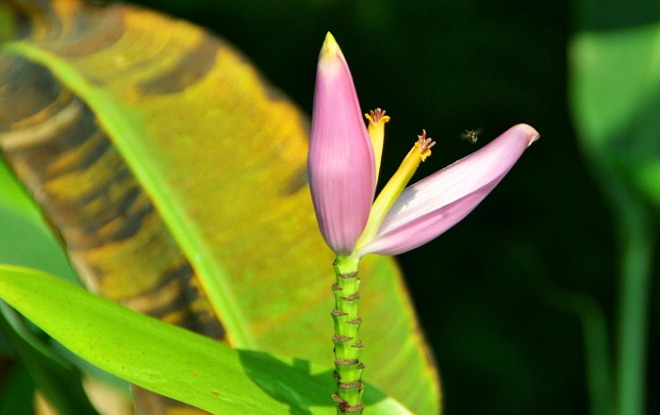 [꾸미기][크기변환]banana-flower-g39458f68e_1920.jpg