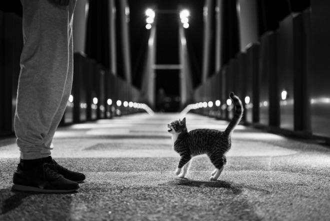 cat-5732087_960_720.jpg