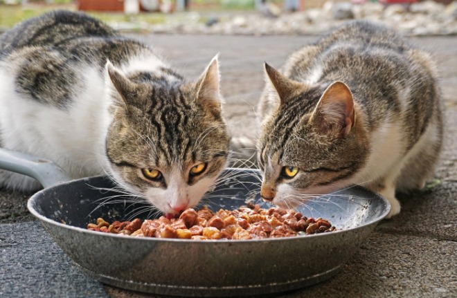 cats-4372525_1920.jpg