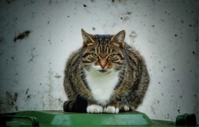 cat-5332002_640.jpg