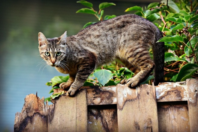 cat-3846780_960_720.jpg
