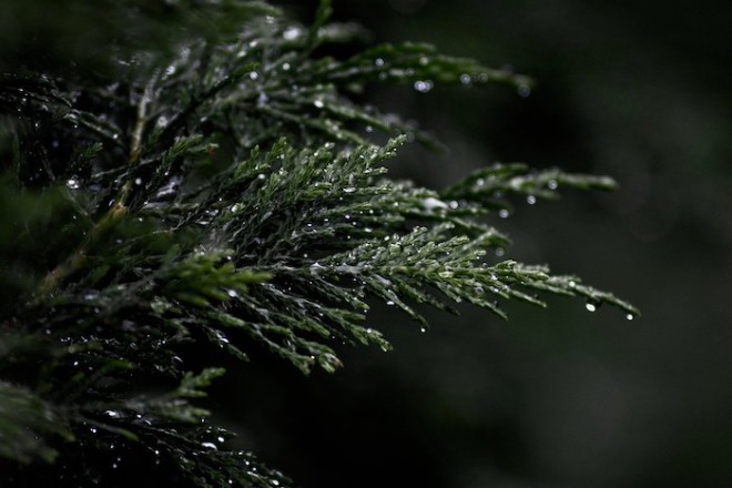 pine-g5e2d9a96b_1280.jpg