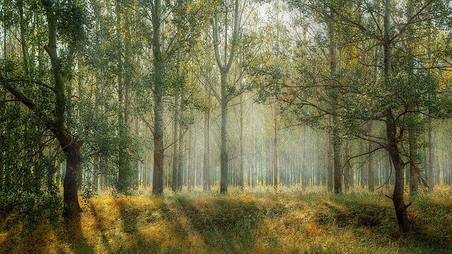 forest-gd0e6dca9d_640.jpg
