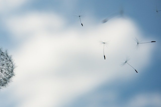 dandelion-gacb821182_640.jpg