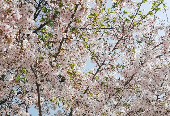 벚꽃1.jpg