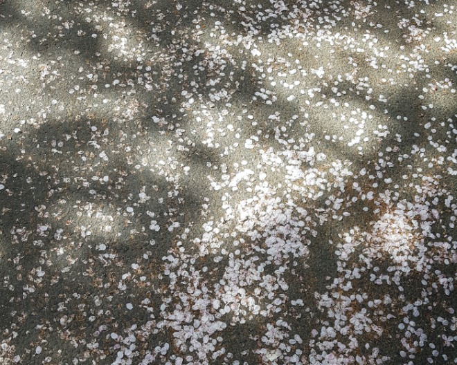 벚꽃2.jpg