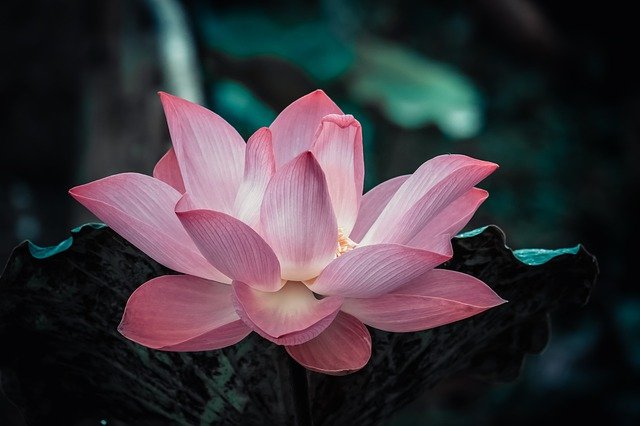 flower-g8ab5f6c37_640.jpg