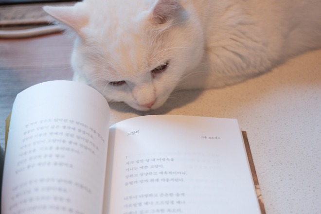 고양이 (2021년 6월).JPG