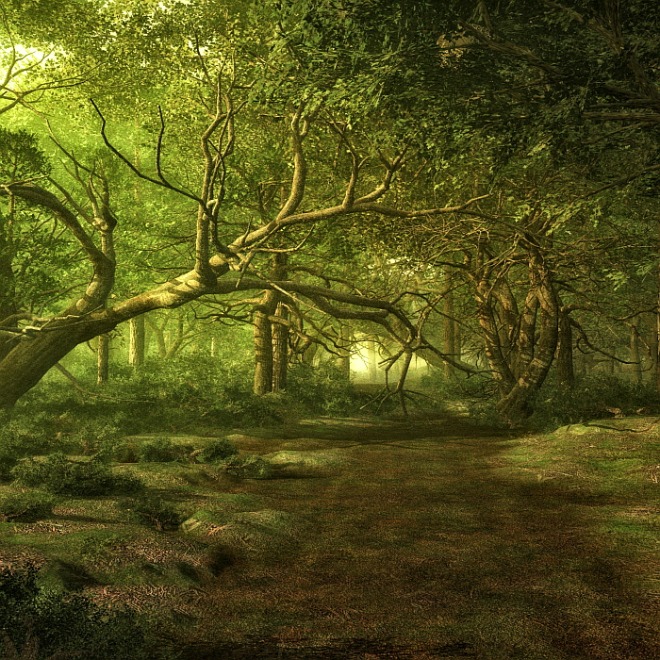 [꾸미기][크기변환]forest-ga882e275f_1920.jpg