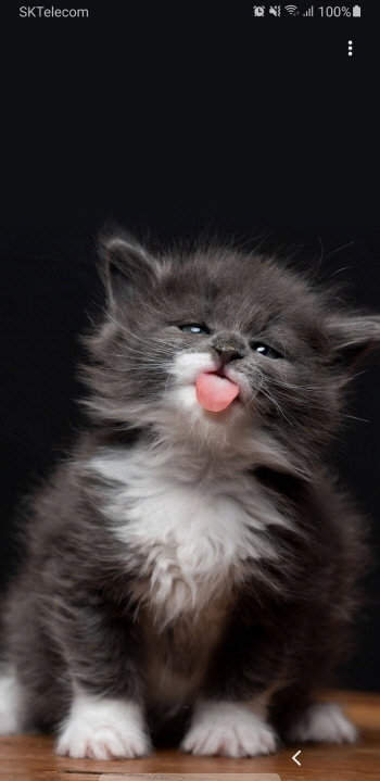 일괄편집_00cat.jpg
