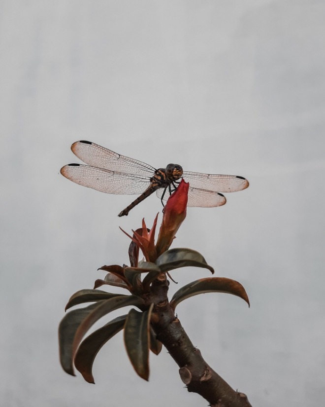[크기변환]sulistyo-satriyo-iECU7m4z1f4-unsplash.jpg