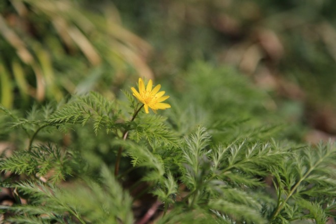 [크기변환]multiple-plants-g894d6322c_1920.jpg