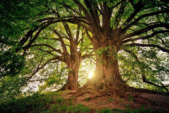 trees-3822149_1920 (1).jpg