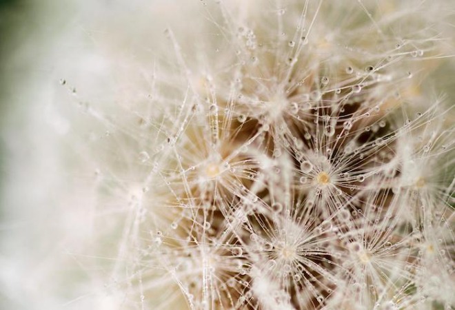 dandelion-g9d089baa7_1920.jpg