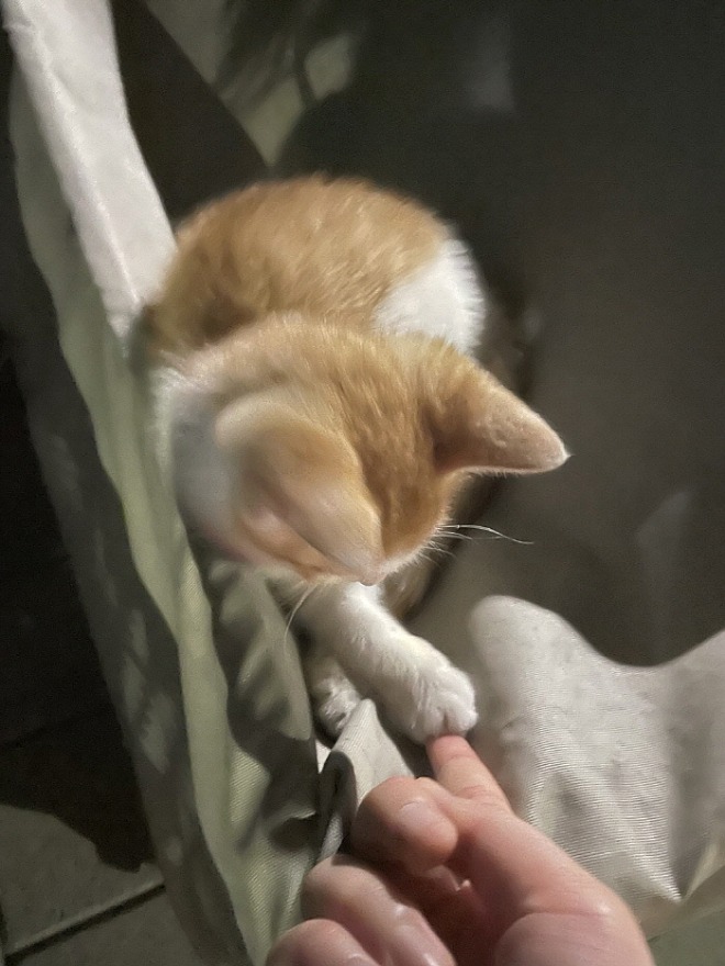 [꾸미기][크기변환][포맷변환]길냥이.jpg