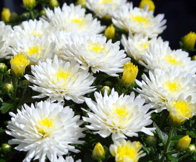 flower-7392770_1920.jpg