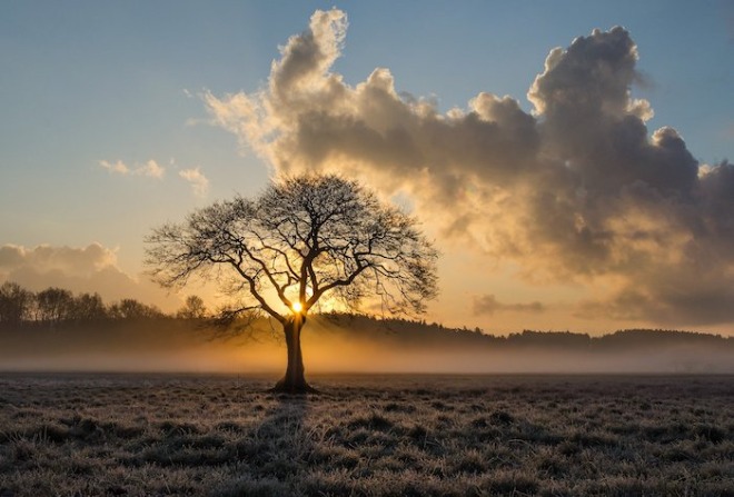 lone-tree-gac52644c4_1920.jpg