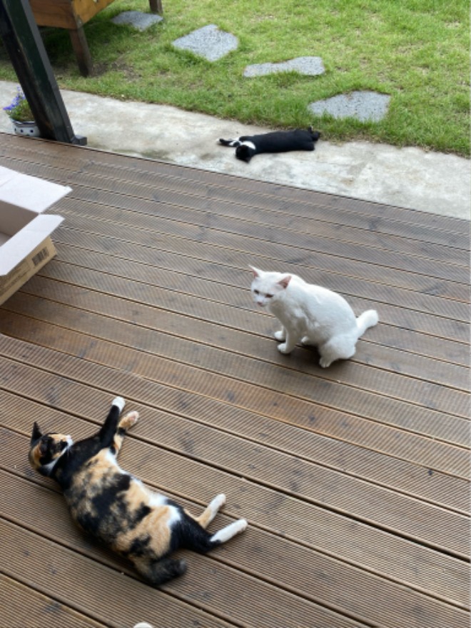 삼냥이.jpg
