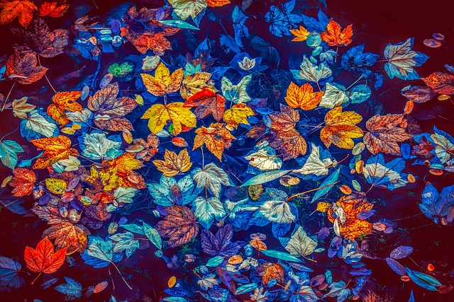 leaves-g2d4c74e2a_640.jpg