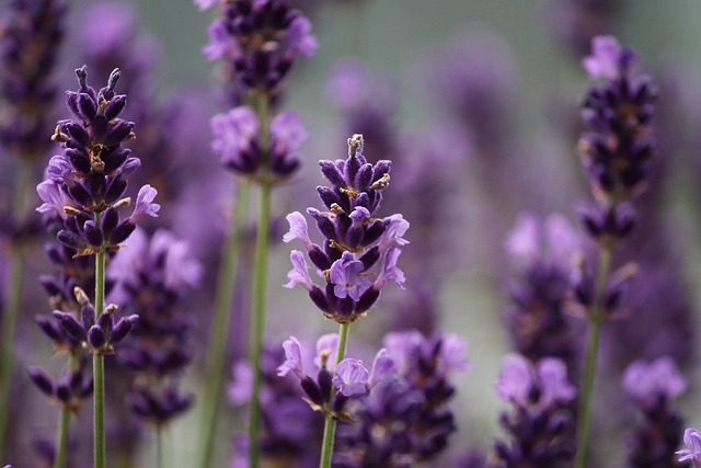 lavenders-gf3cb7ff1e_640.jpg