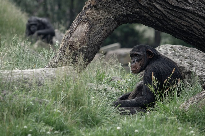 chimpanzee-g57223f12e_1280.jpg