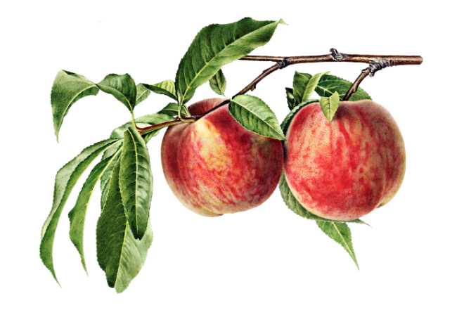 [크기변환]peach-6254424_1920.png