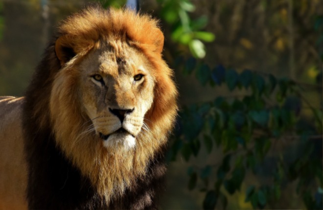 lion-g55a7dab6a_1920.jpg