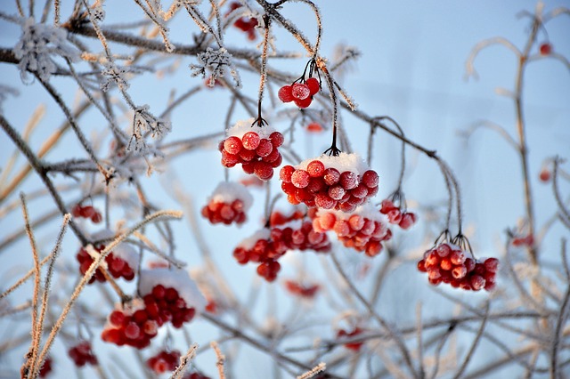 viburnum-g1d6fa3e37_640.jpg