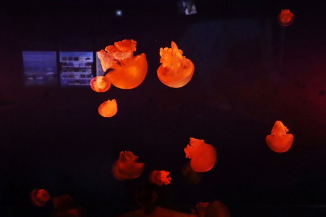 [700]IMG_3459.jpg