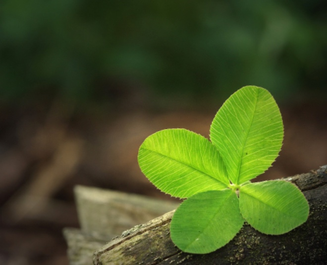 four leaves clover.jpg