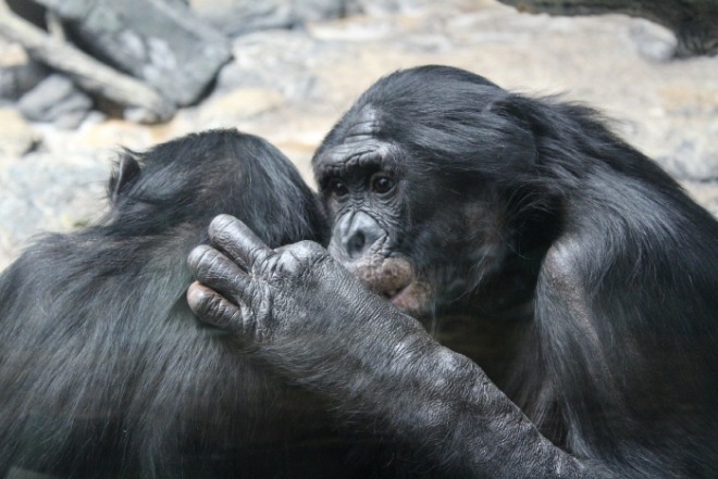 [크기변환]bonobo-4917396_1920.jpg