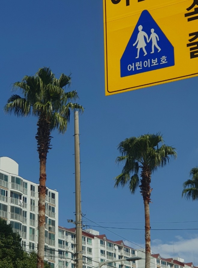 [크기변환]제주_야자수.jpg