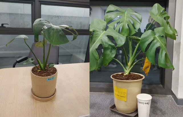 [포맷변환][크기변환]로니.jpg