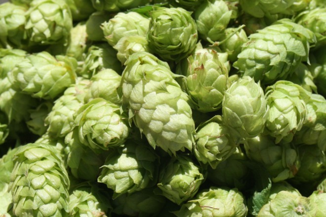 [크기변환][포맷변환]Hops___.jpg