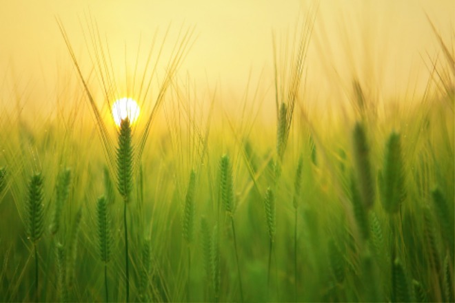 barley-field-g9c1f88cc1_1920.jpg