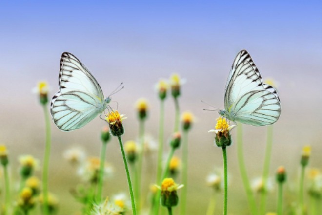 butterflies-g2d98bd9ca_1920.jpg