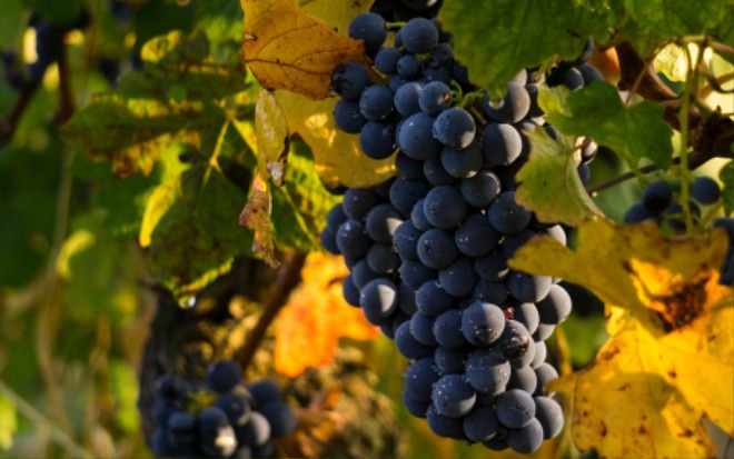 grapes-g8d291779f_1920.jpg