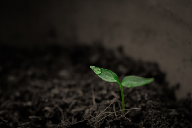 plant-gdf478c690_1920.jpg