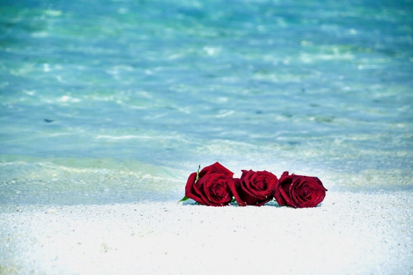 [크기변환]roses-g0acbebb5e_1920 보정2.jpg