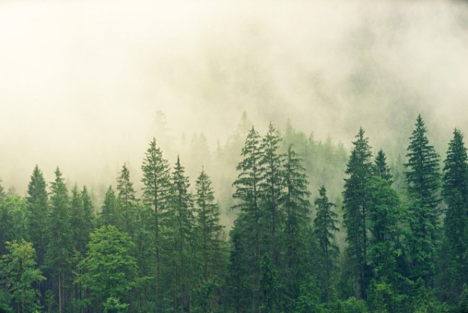 nature-wallpaper-3622519_1920.jpg