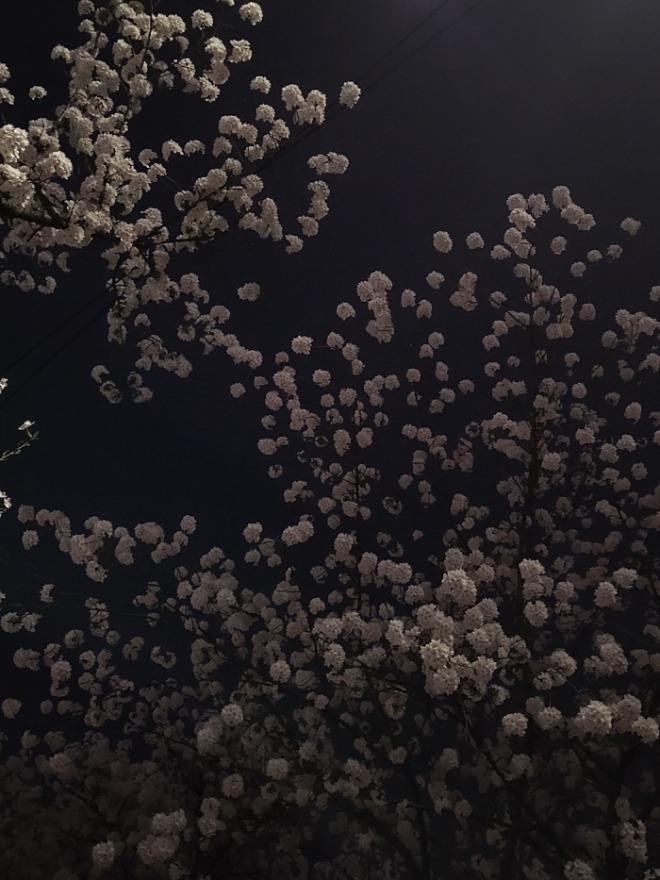 [크기변환]벚꽃 눈송이.jpg