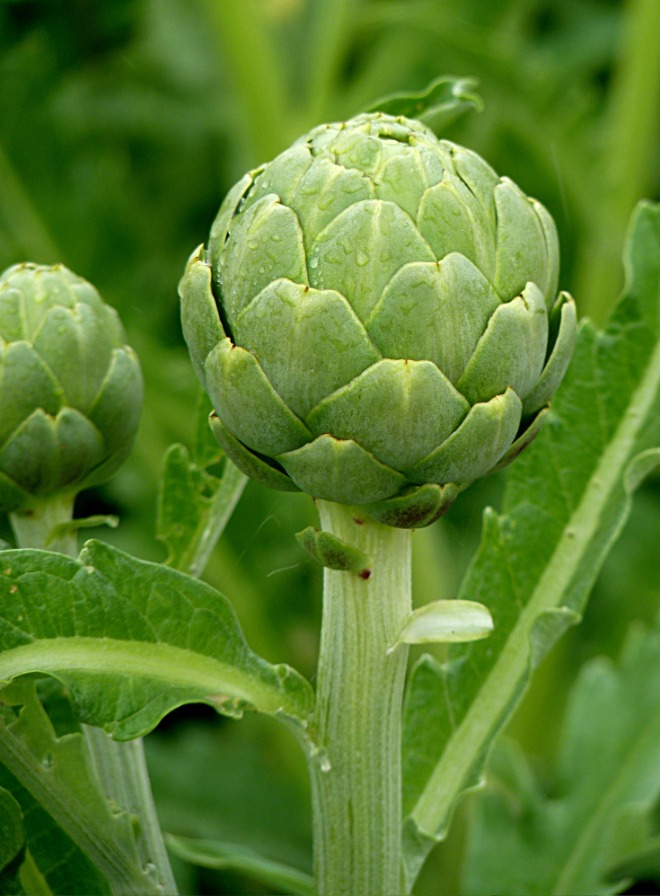 Artichoke_J1.jpg