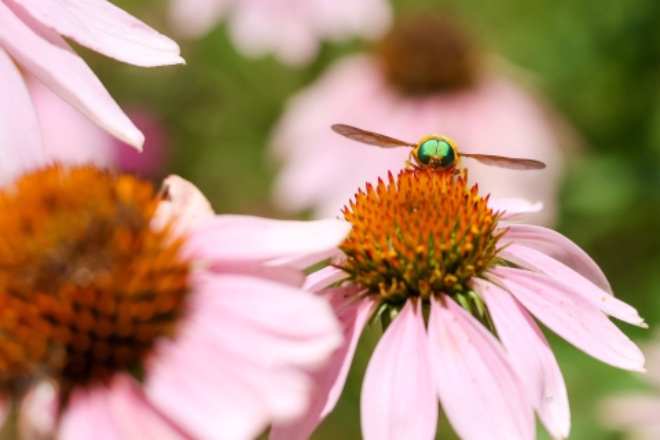 flower-g9d8099af4_1920.jpg