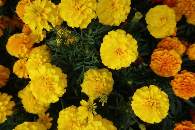 [크기변환]marigold-gb758d1c25_1920.jpg