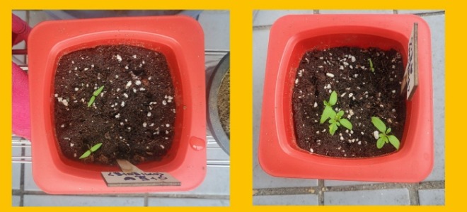 [크기변환]토마토싹1.jpg