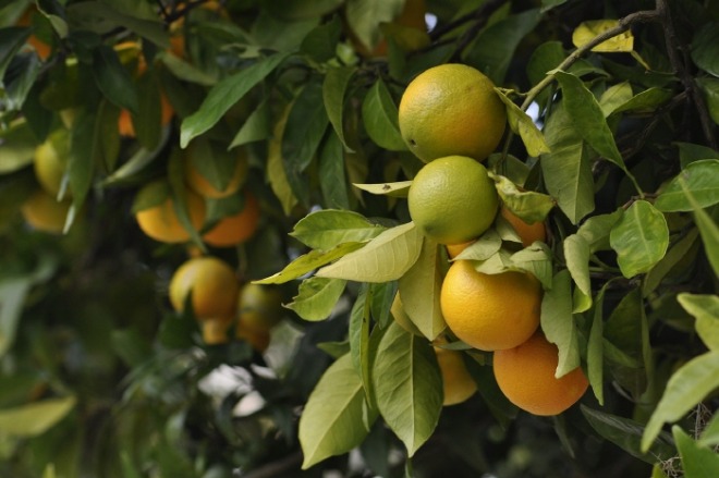 oranges-4566275_1280.jpg