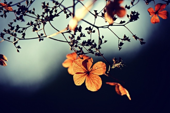 [크기변환]flowers-3876195_1280.jpg