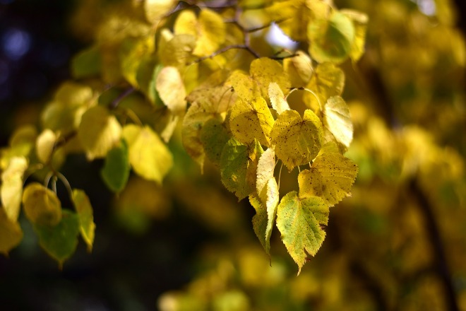 autumn-4521230_1280.jpg