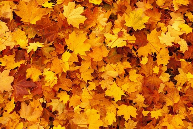 [크기변환]autumn-83761_640.jpg